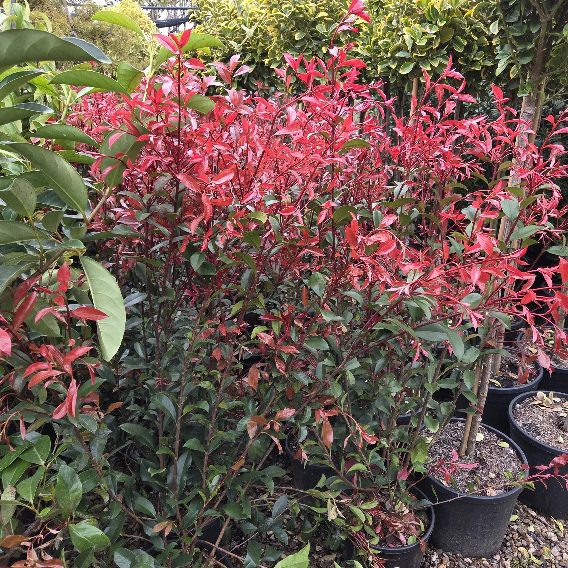 PHOTINIA FR. RED ROBIN COMPACTA