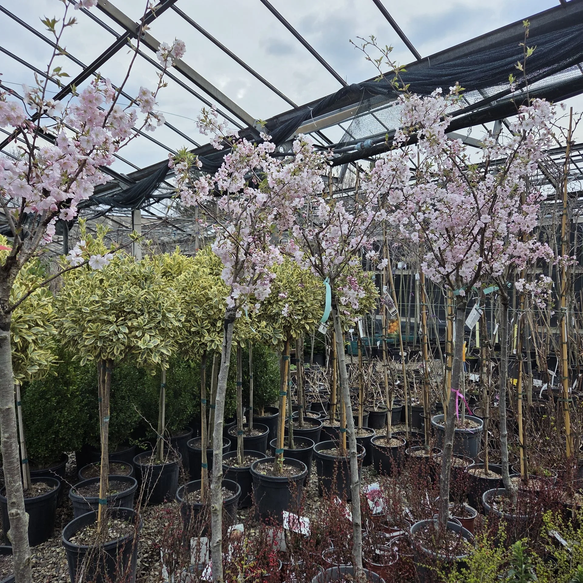 PRUNUS ACCOLADE