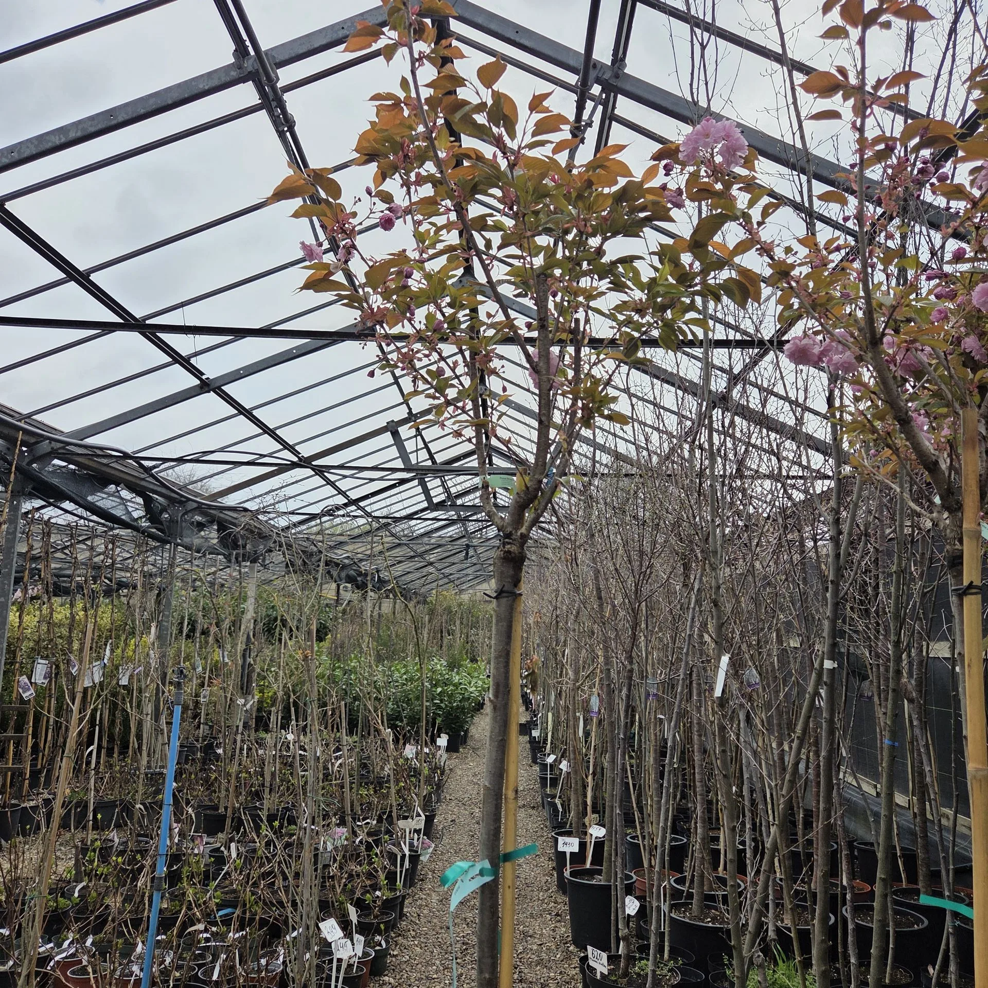 PRUNUS KANZAN