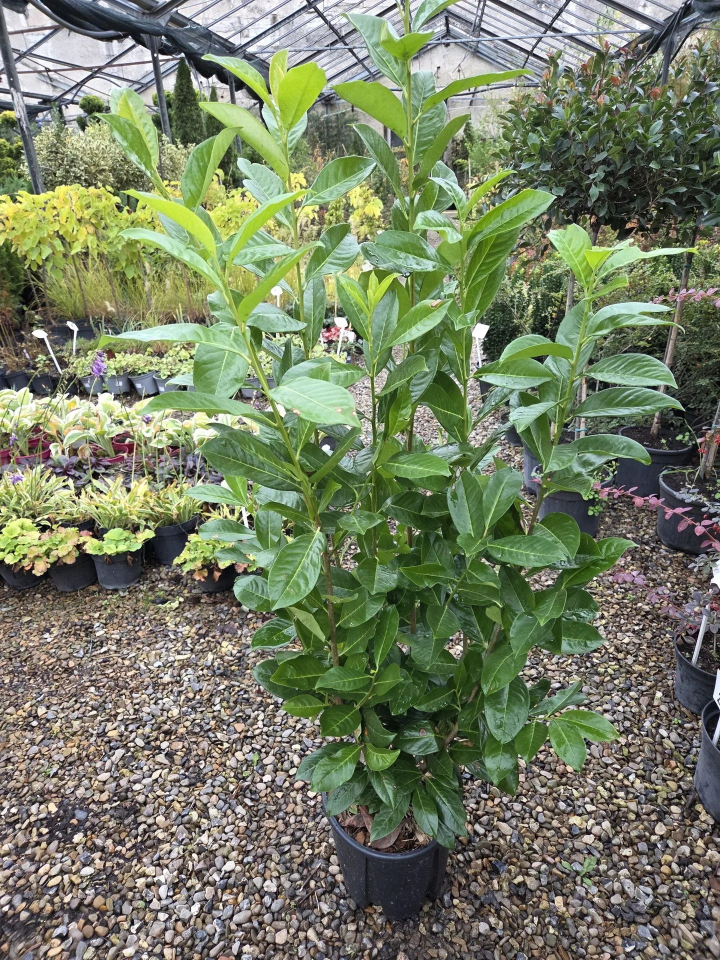 PRUNUS LAUR. NOVITA