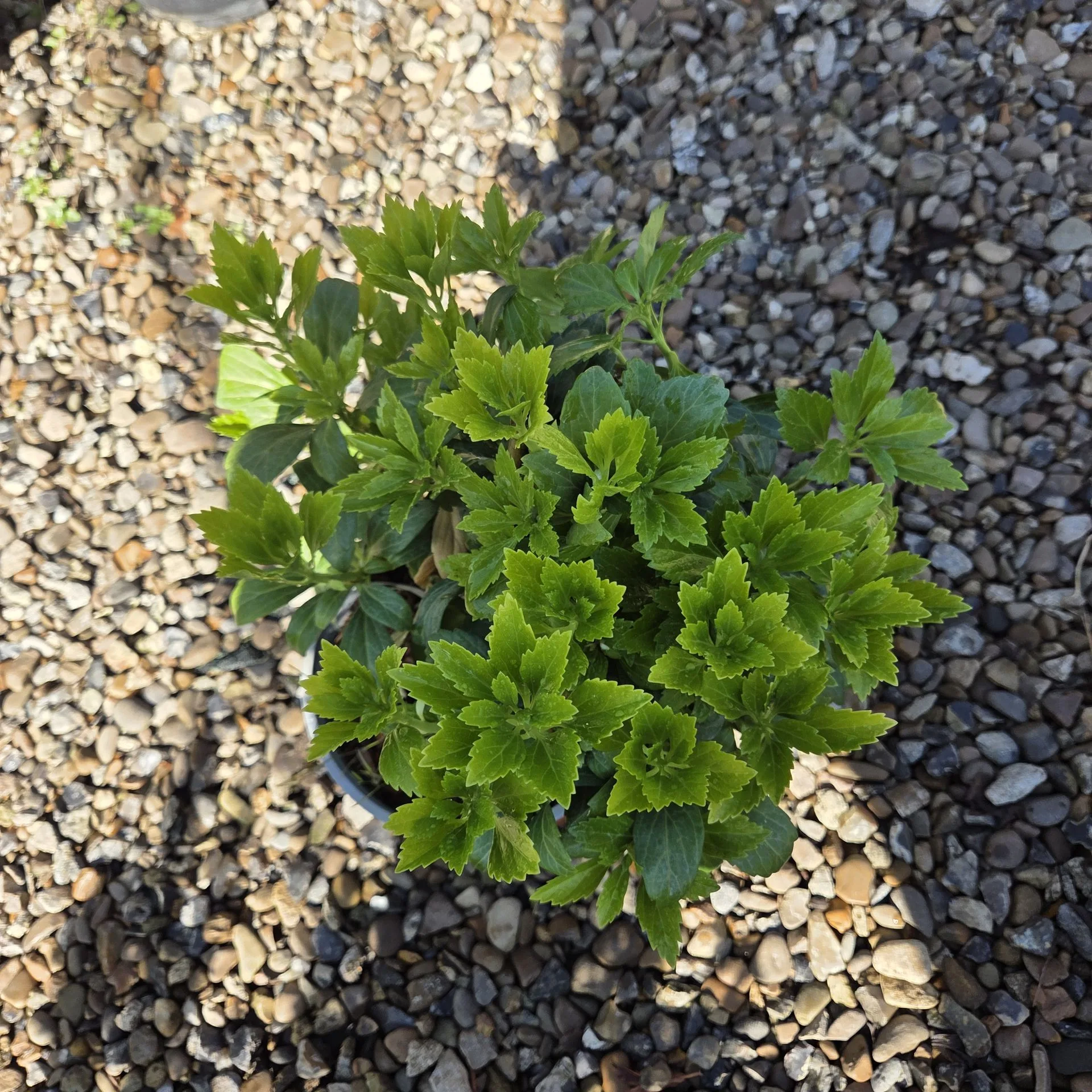 Pachysandra terminalis Green Carpet