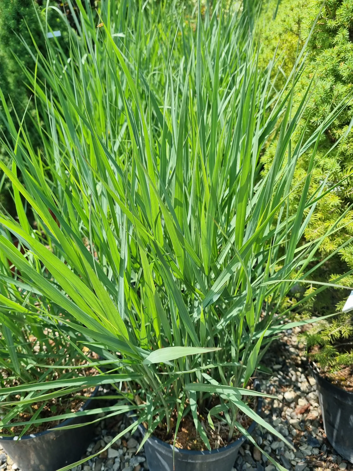 Panicum virgatum  Heavy Metal