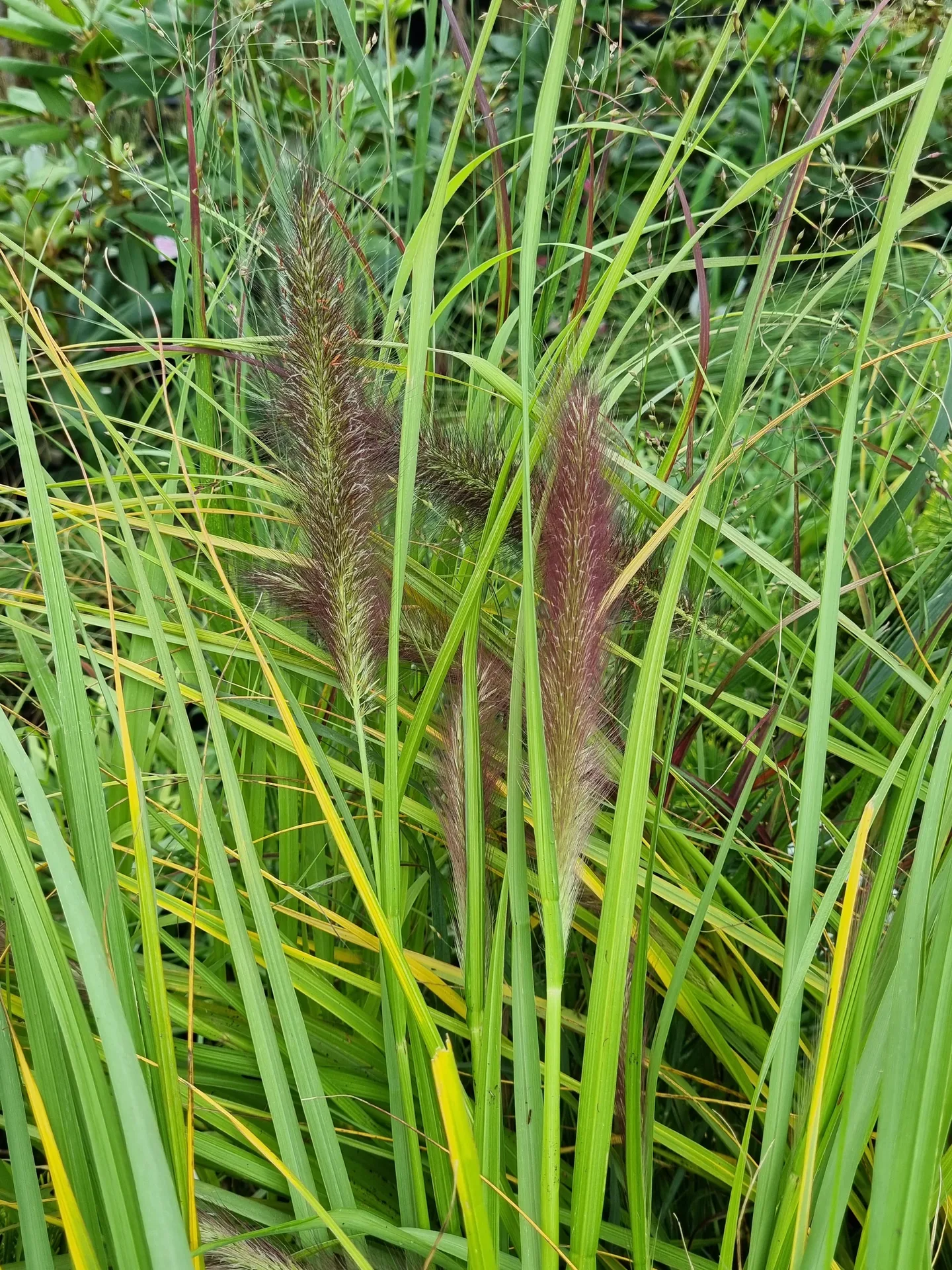 Pennisetum alopecuroides Moudry