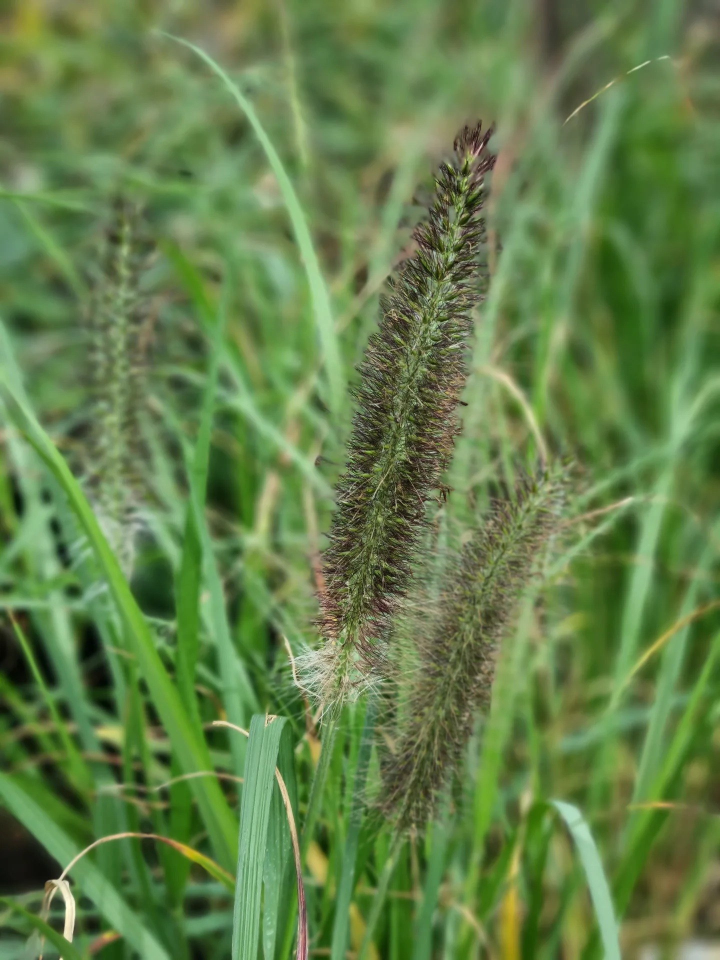 Pennisetum alopecuroides Reborn