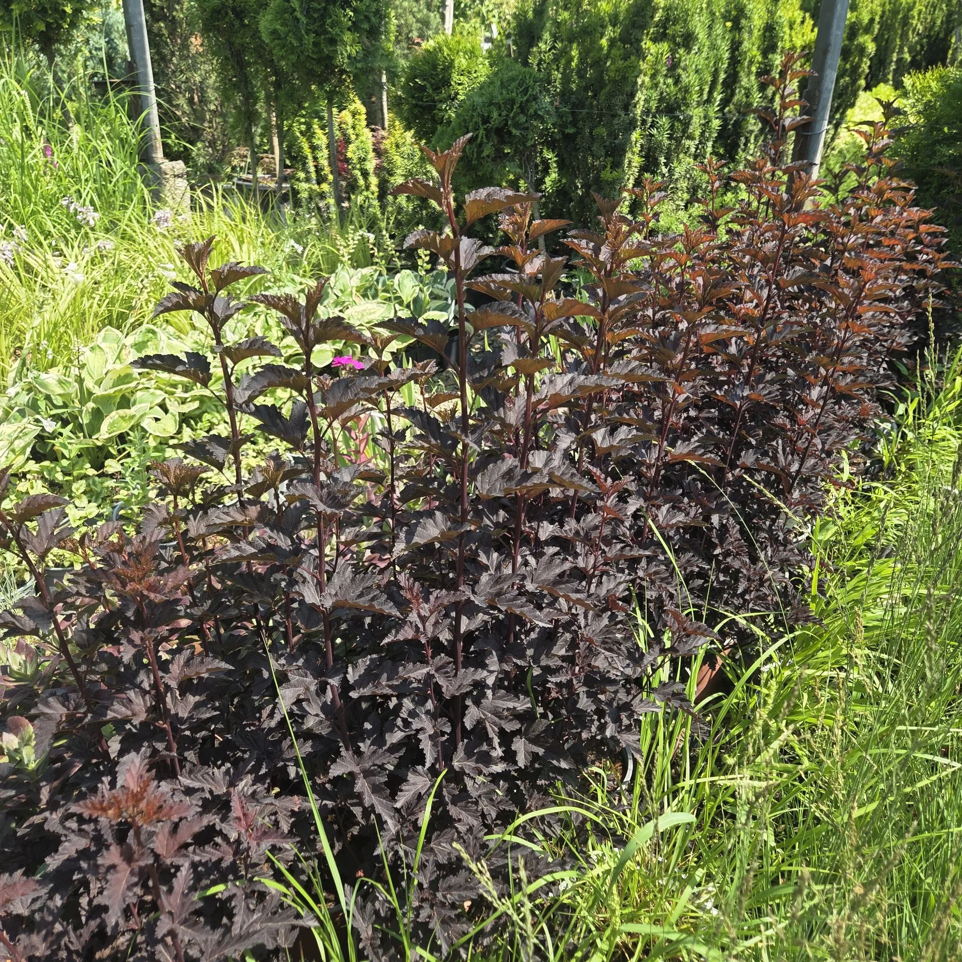 Physocarpus opulifolius Panther PBR