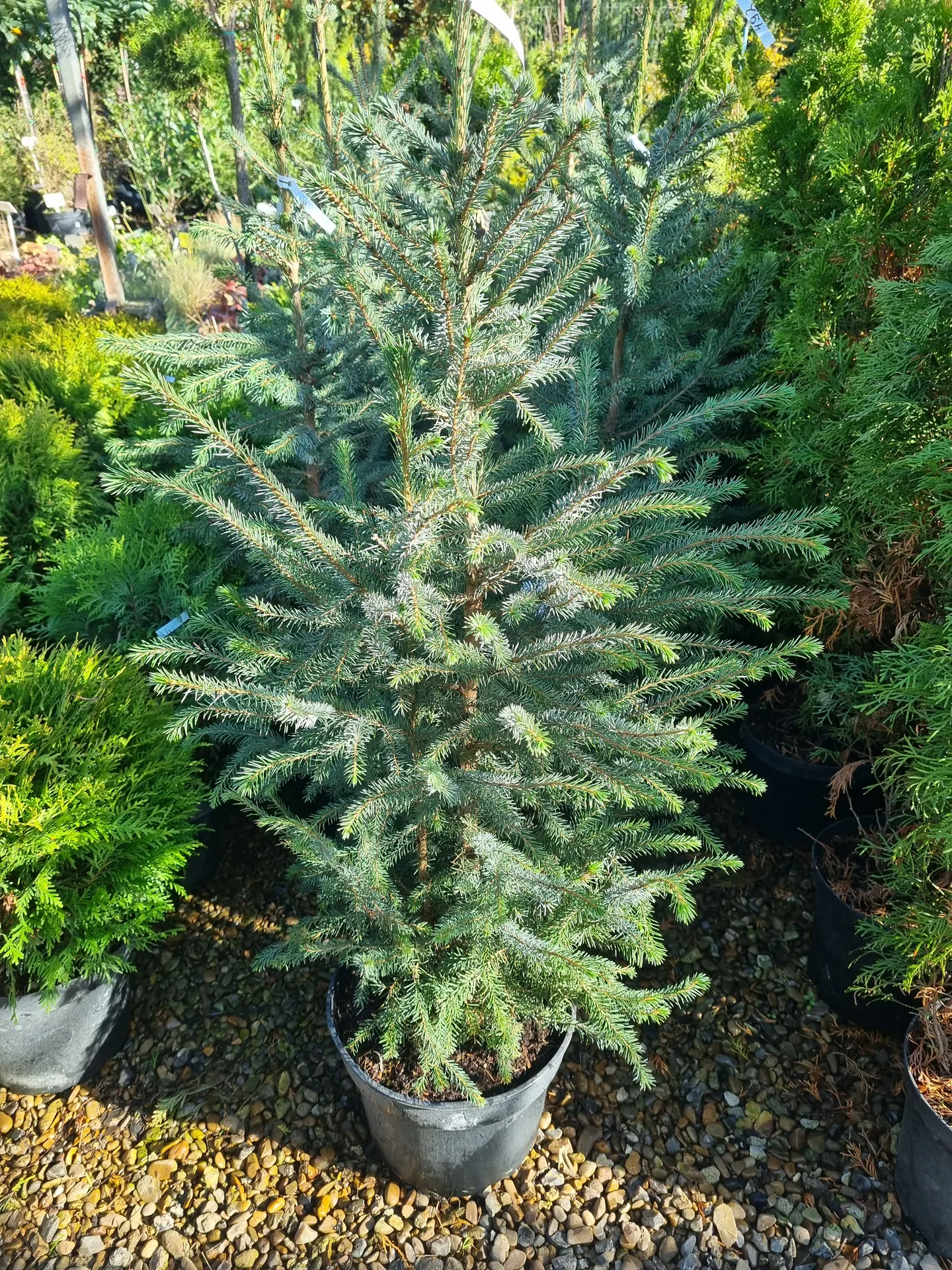 Picea omorika, 100-120 cm