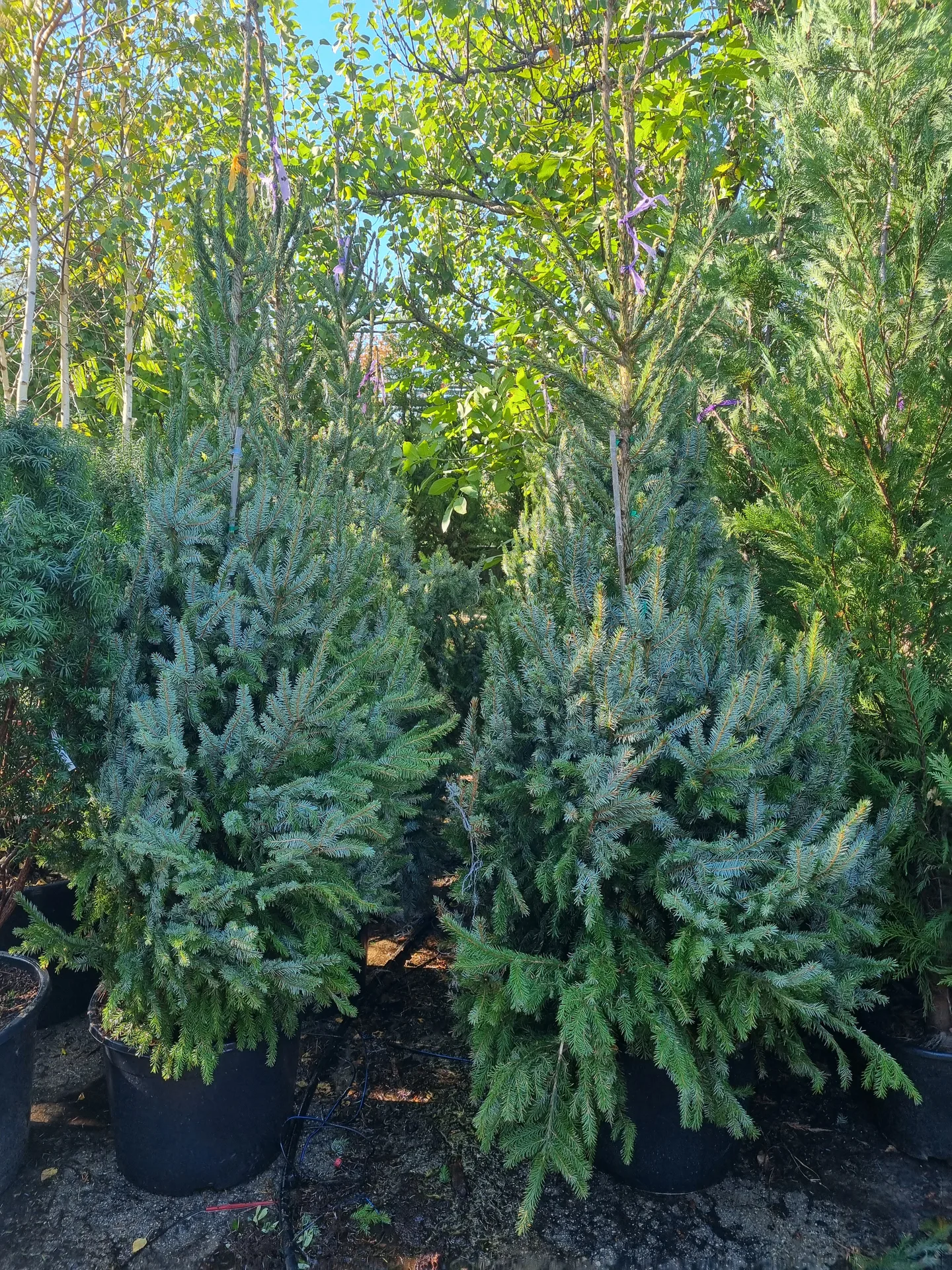 Picea omorika, 175-200 cm