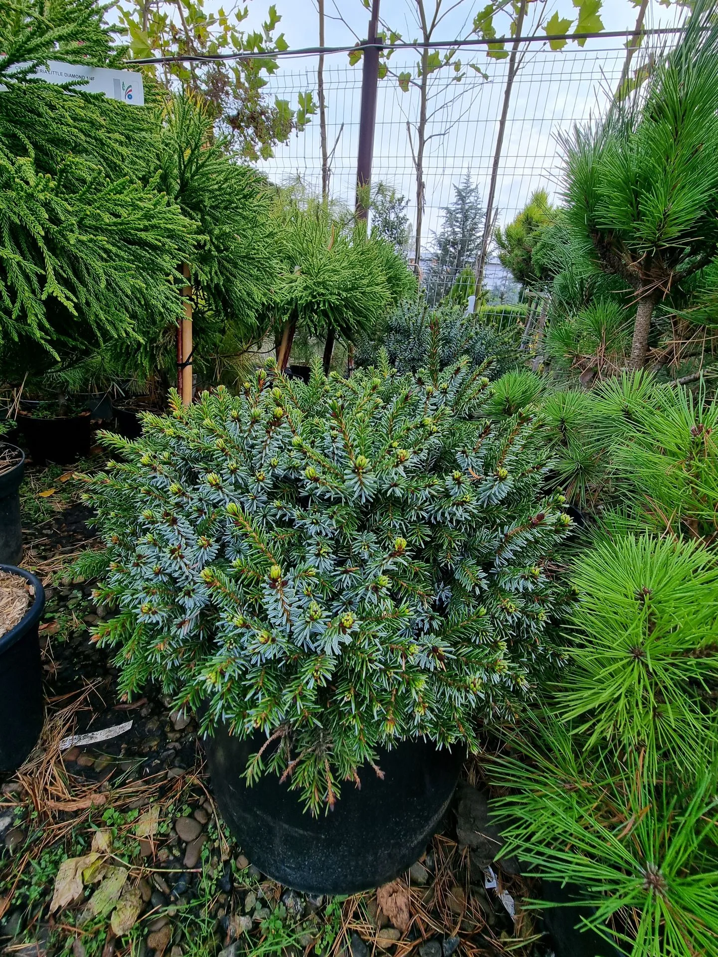 Picea omorika Nana
