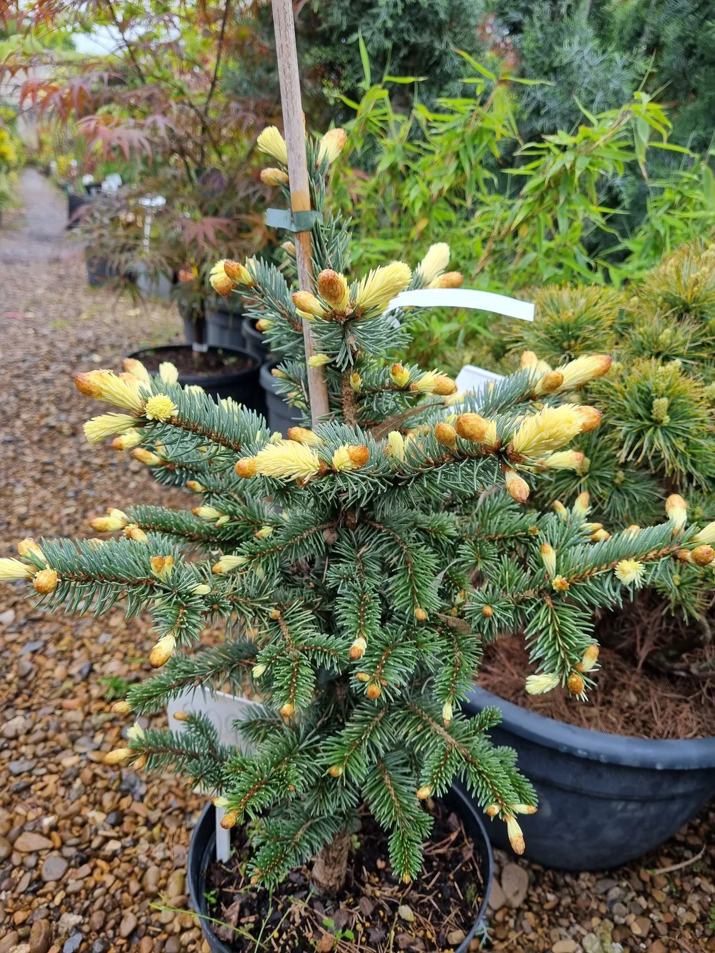 Picea pungens Białobok