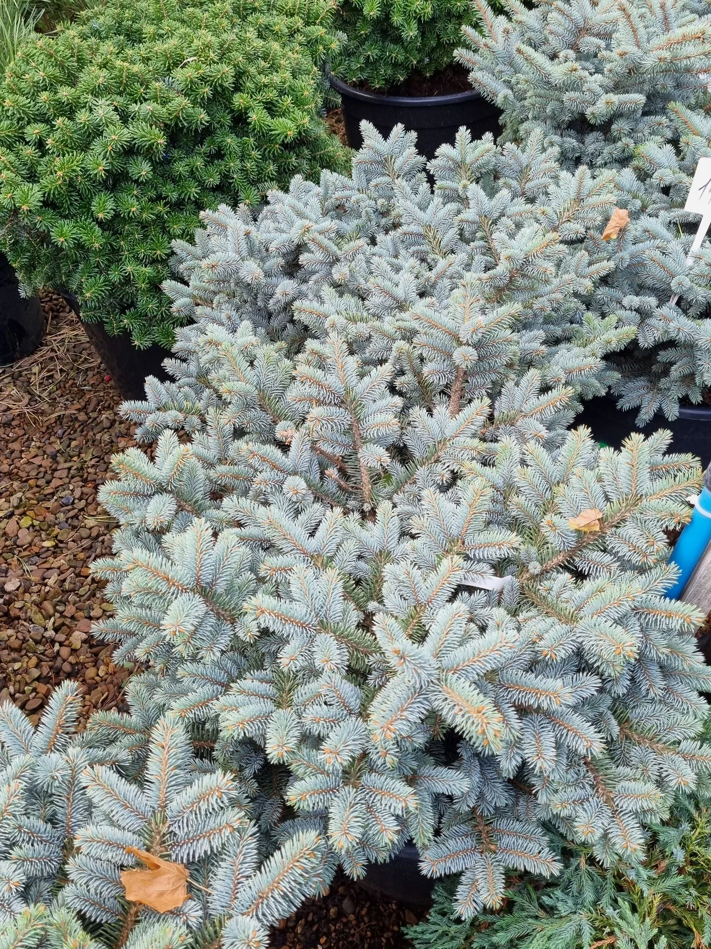 Picea pungens Glauca Globosa
