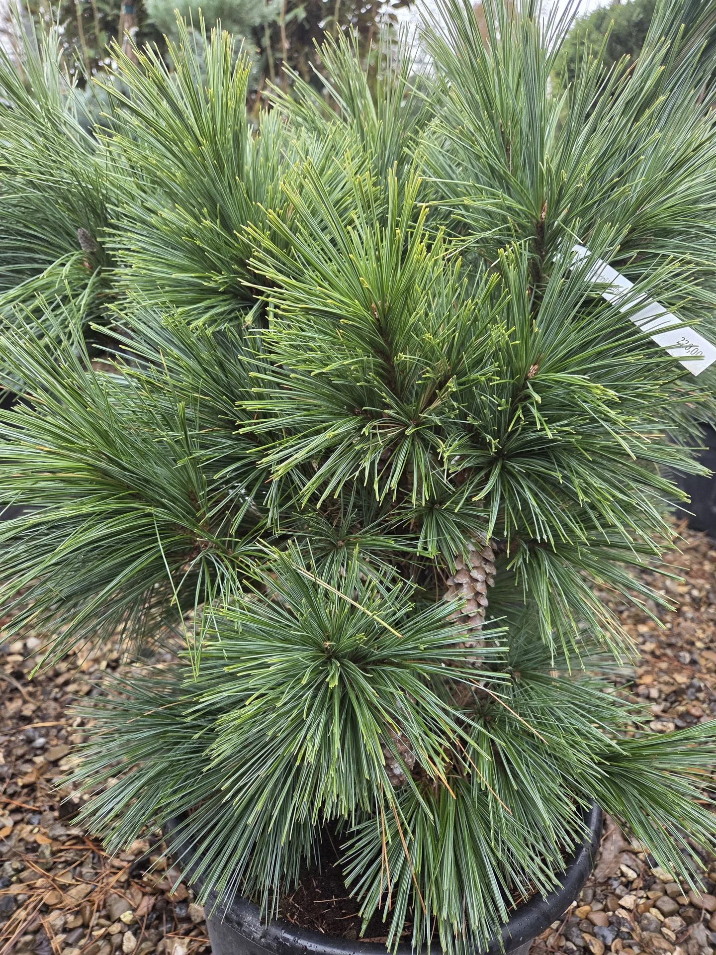 Pinus × schwerinii Wiethorst