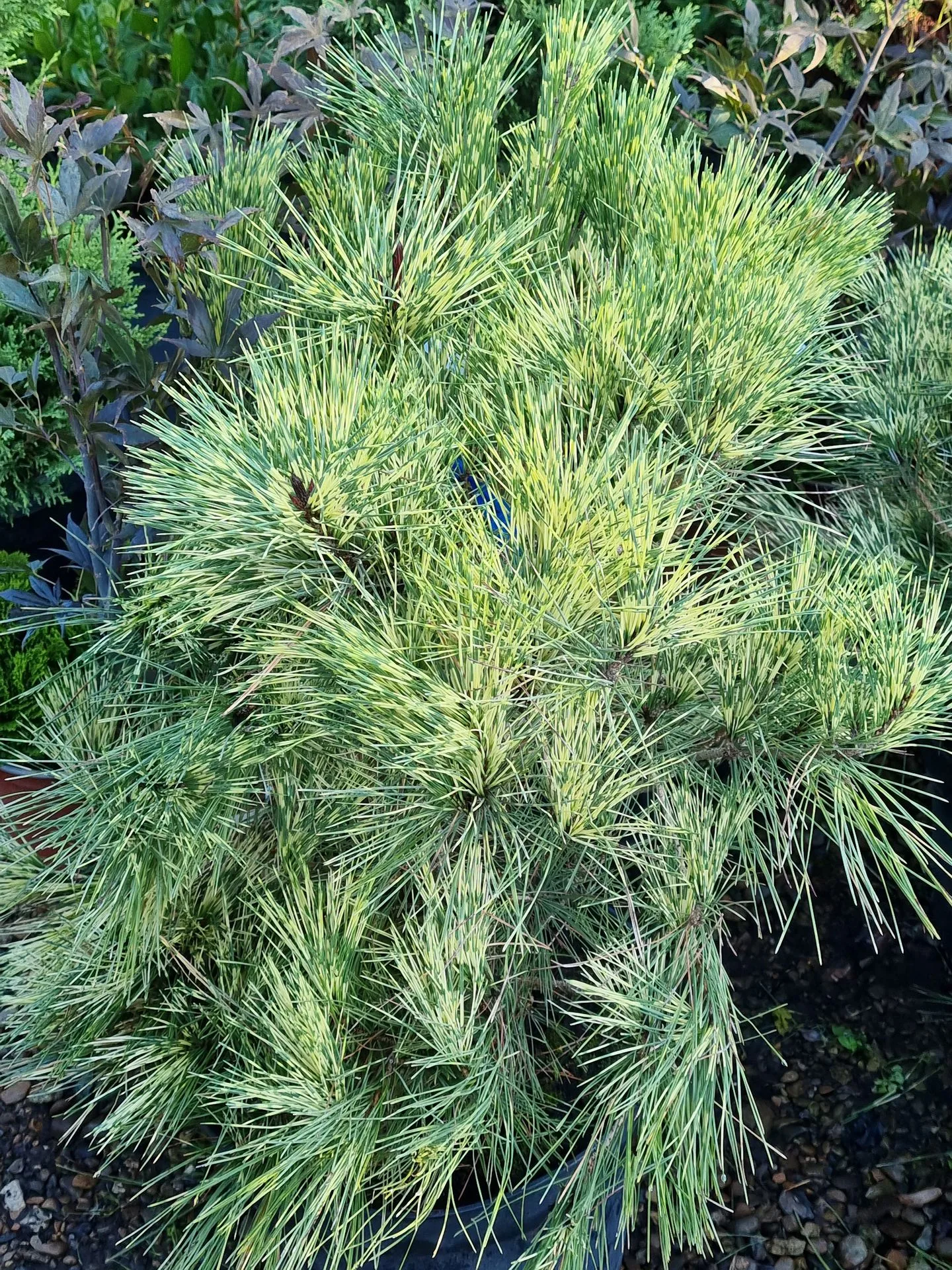 Pinus densiflora Oculus – Draconis