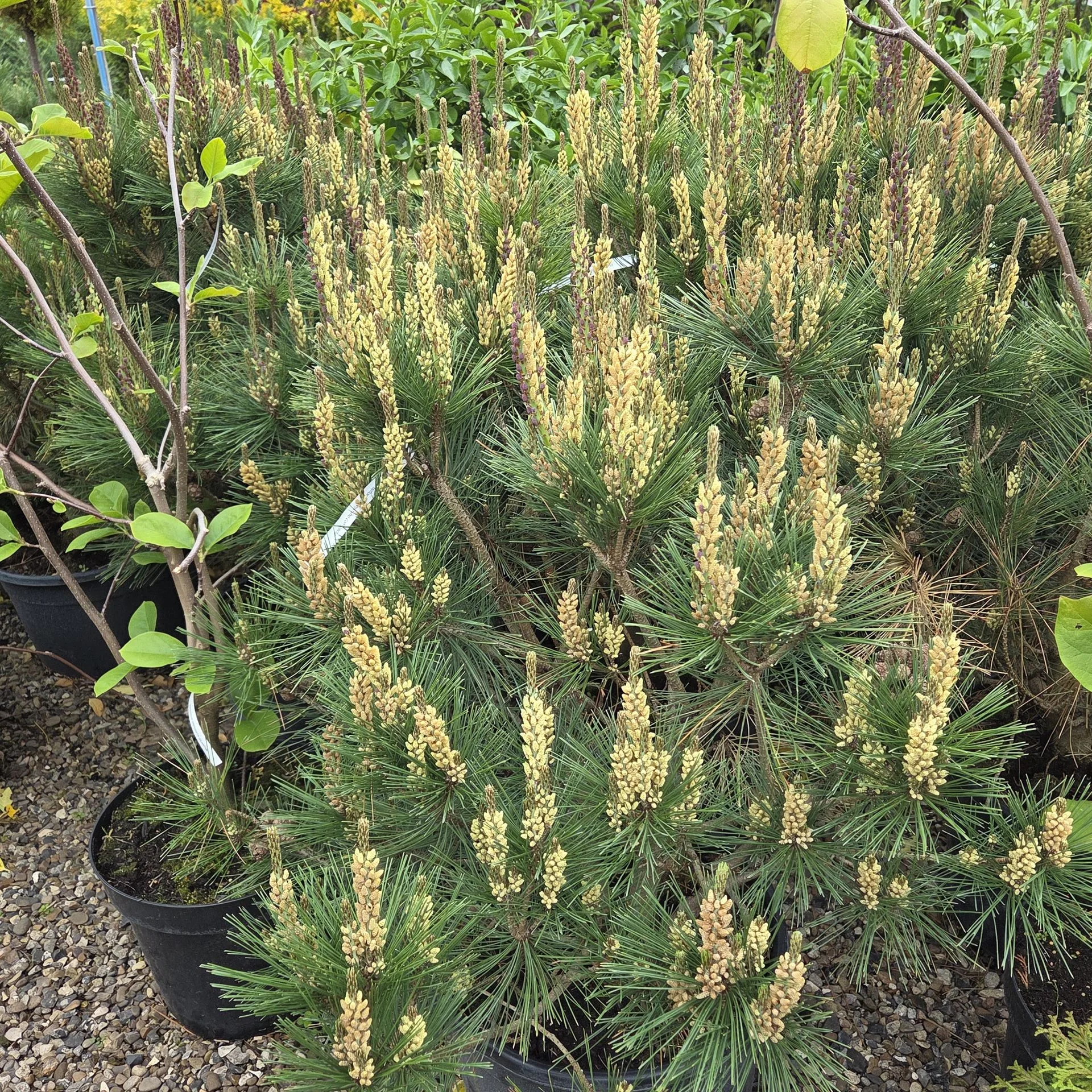 Pinus densiflora Tamoyosho Compacta
