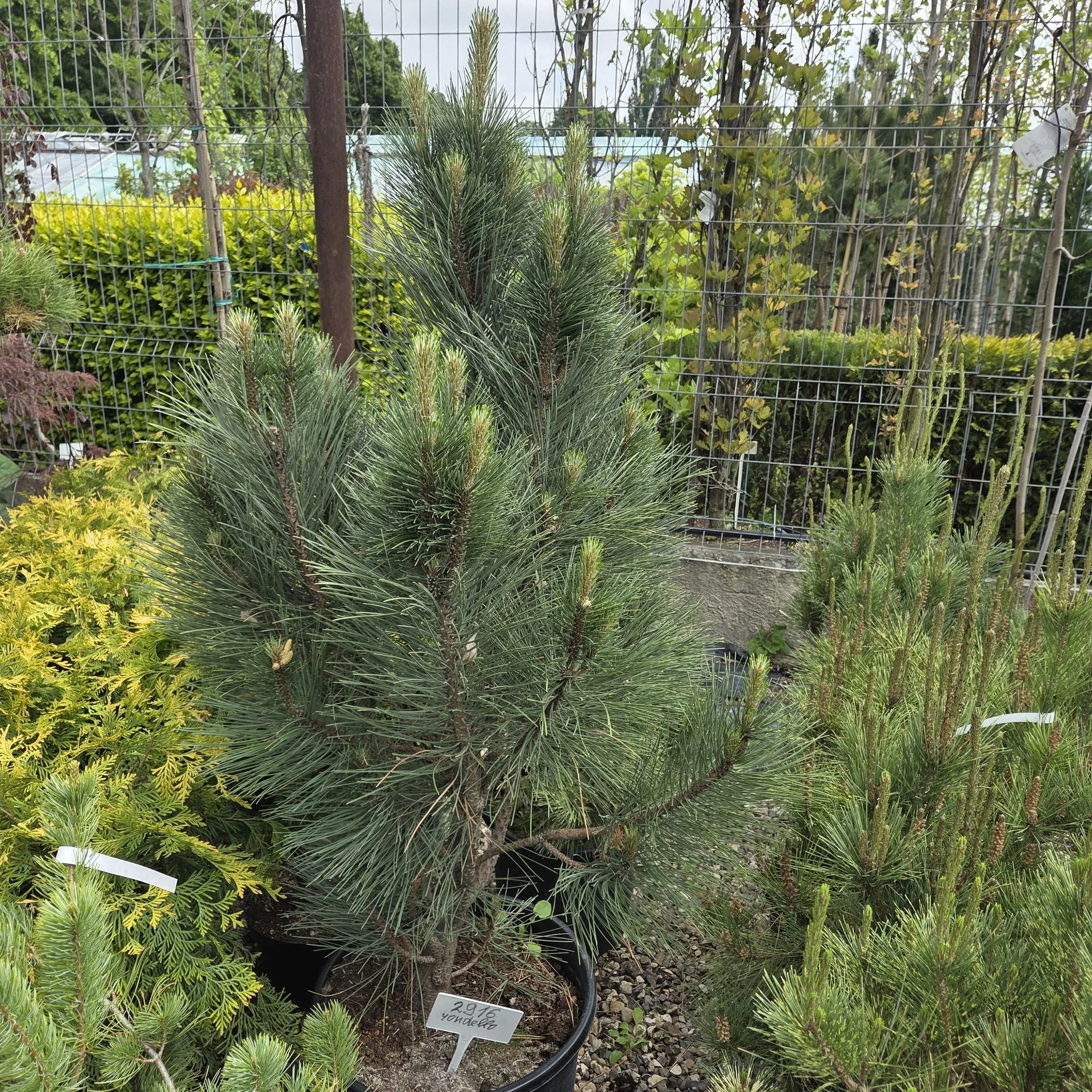 Pinus nigra Rondello