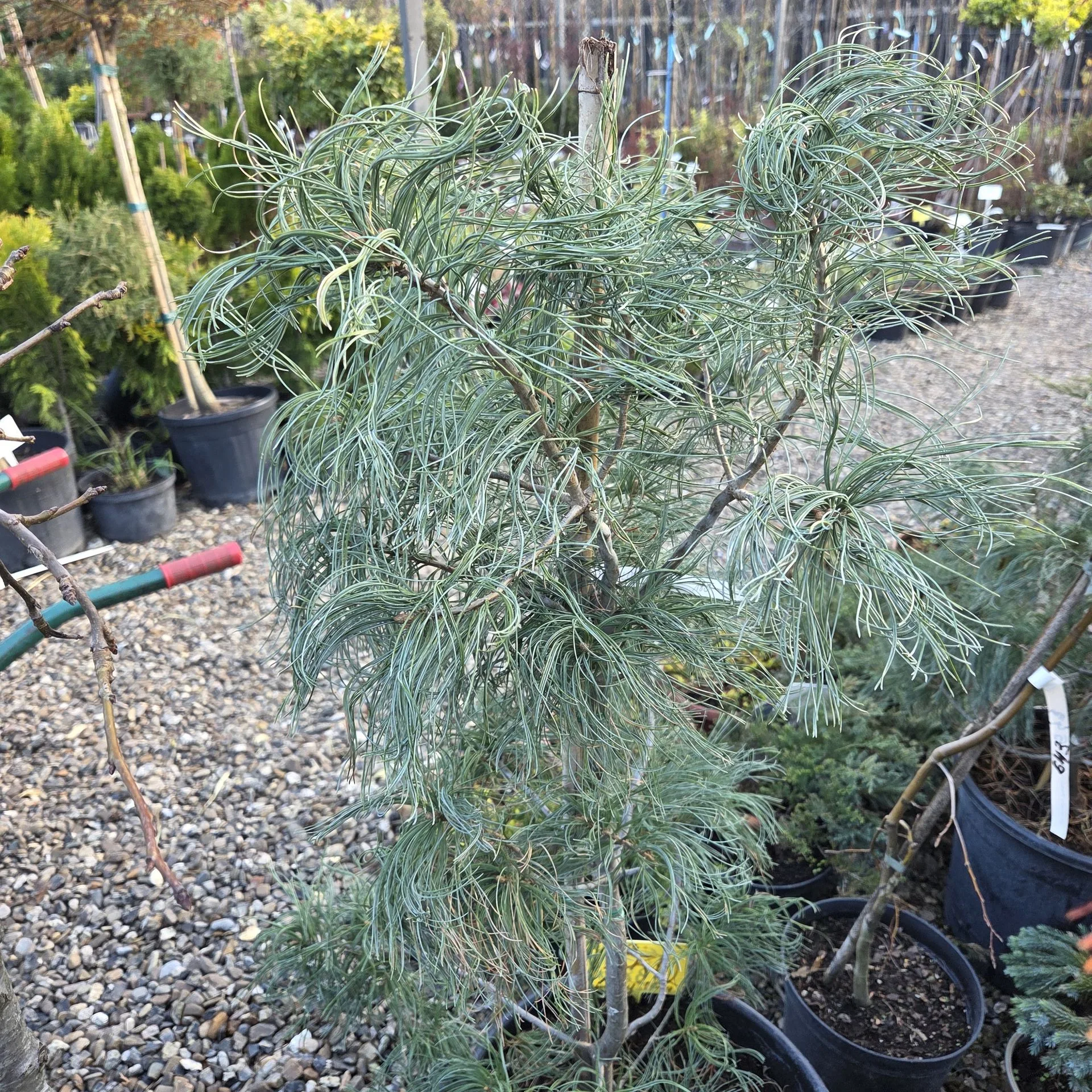 Pinus strobus Torulosa