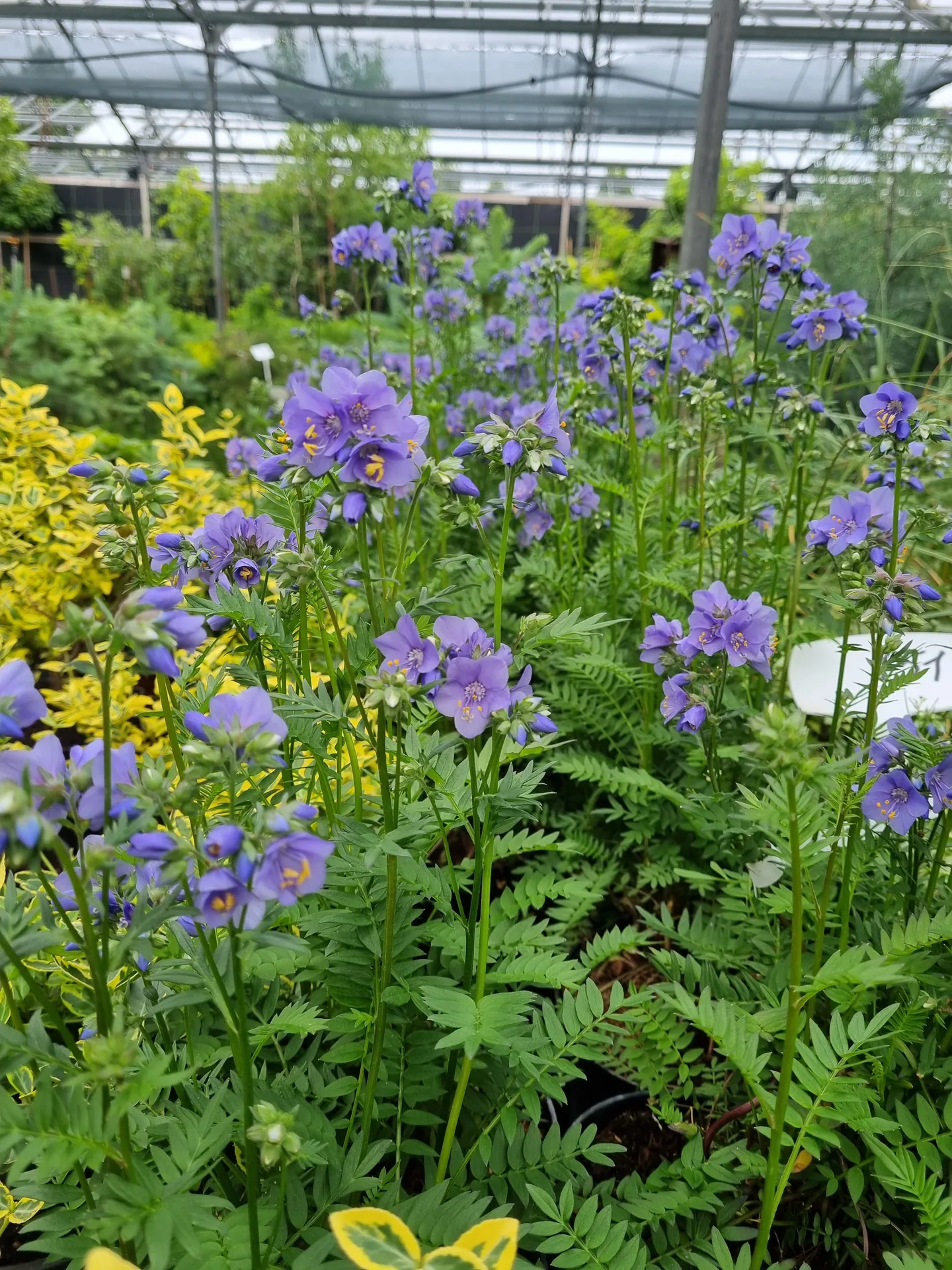 Polemonium reptans