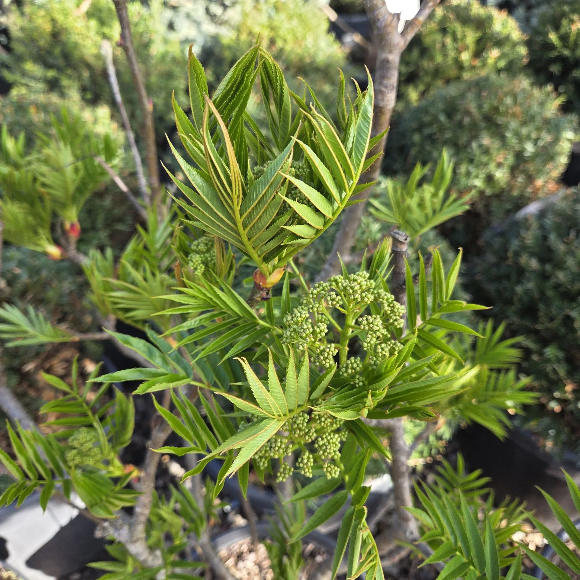 SORBUS DODONG