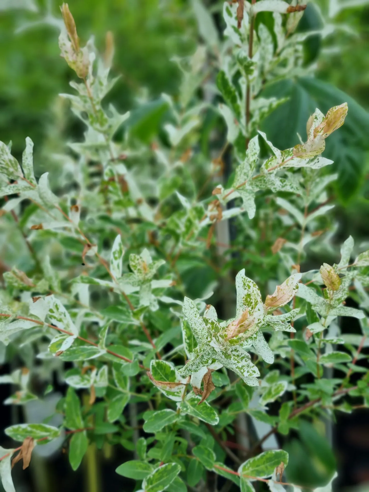 Salix integra Hakuro-nishiki