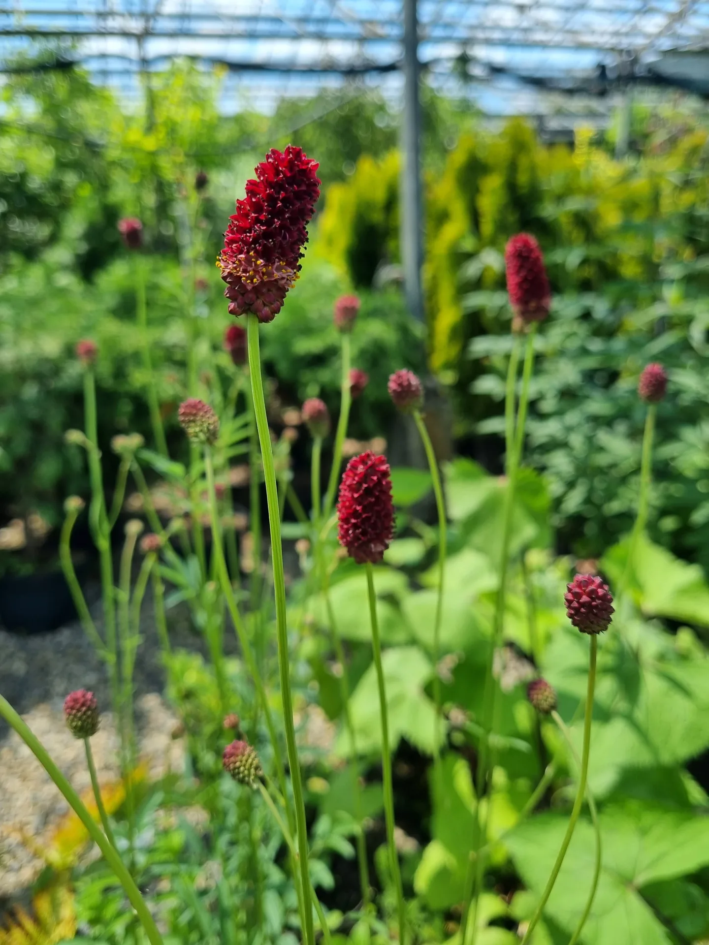 Sanguisorba officinalis