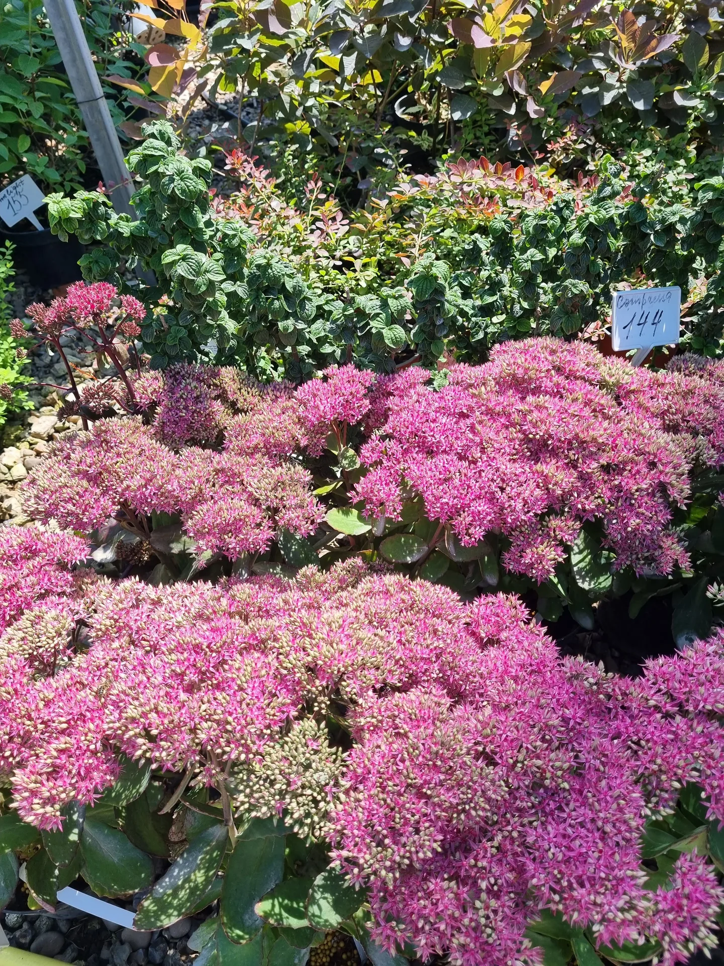 Sedum Mr. Goodbud PBR