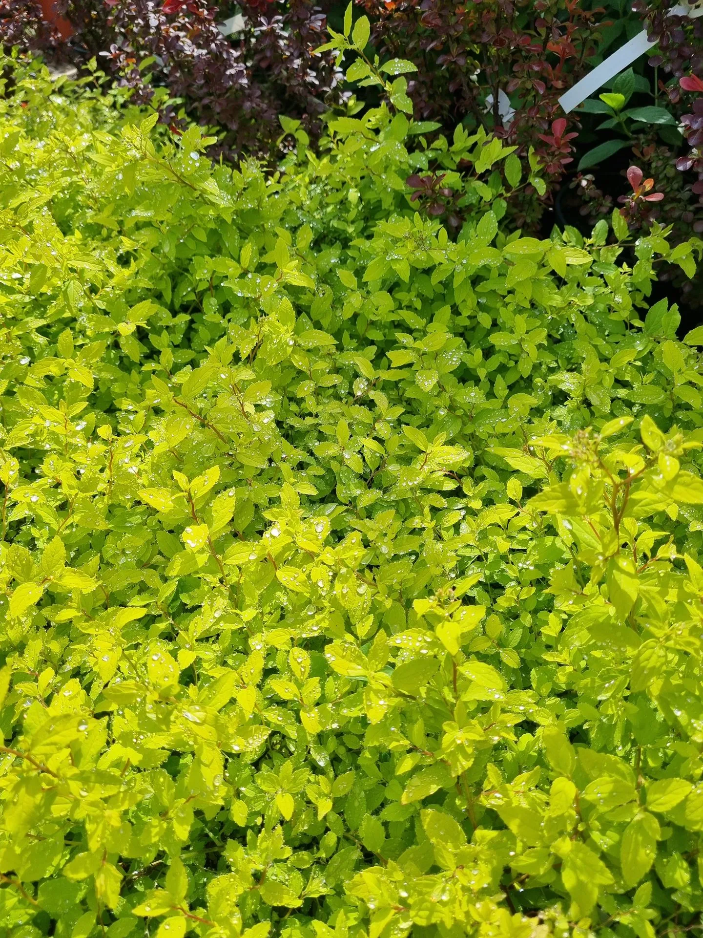 Spiraea japonica Golden Carpet