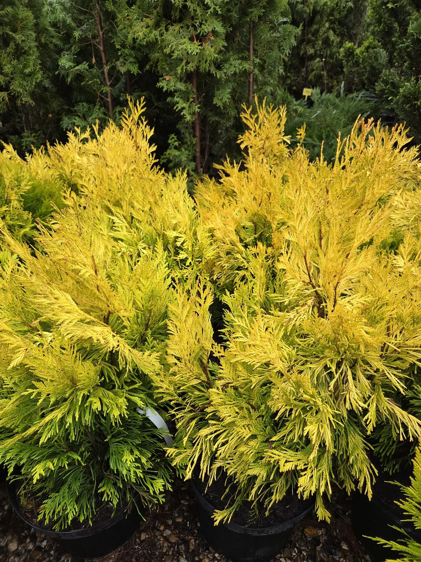 Thuja plicata 4ever Goldy