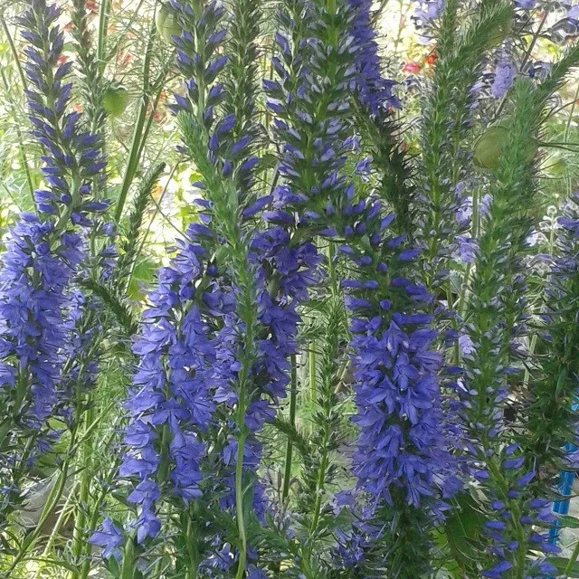 Veronica Spicata High Five