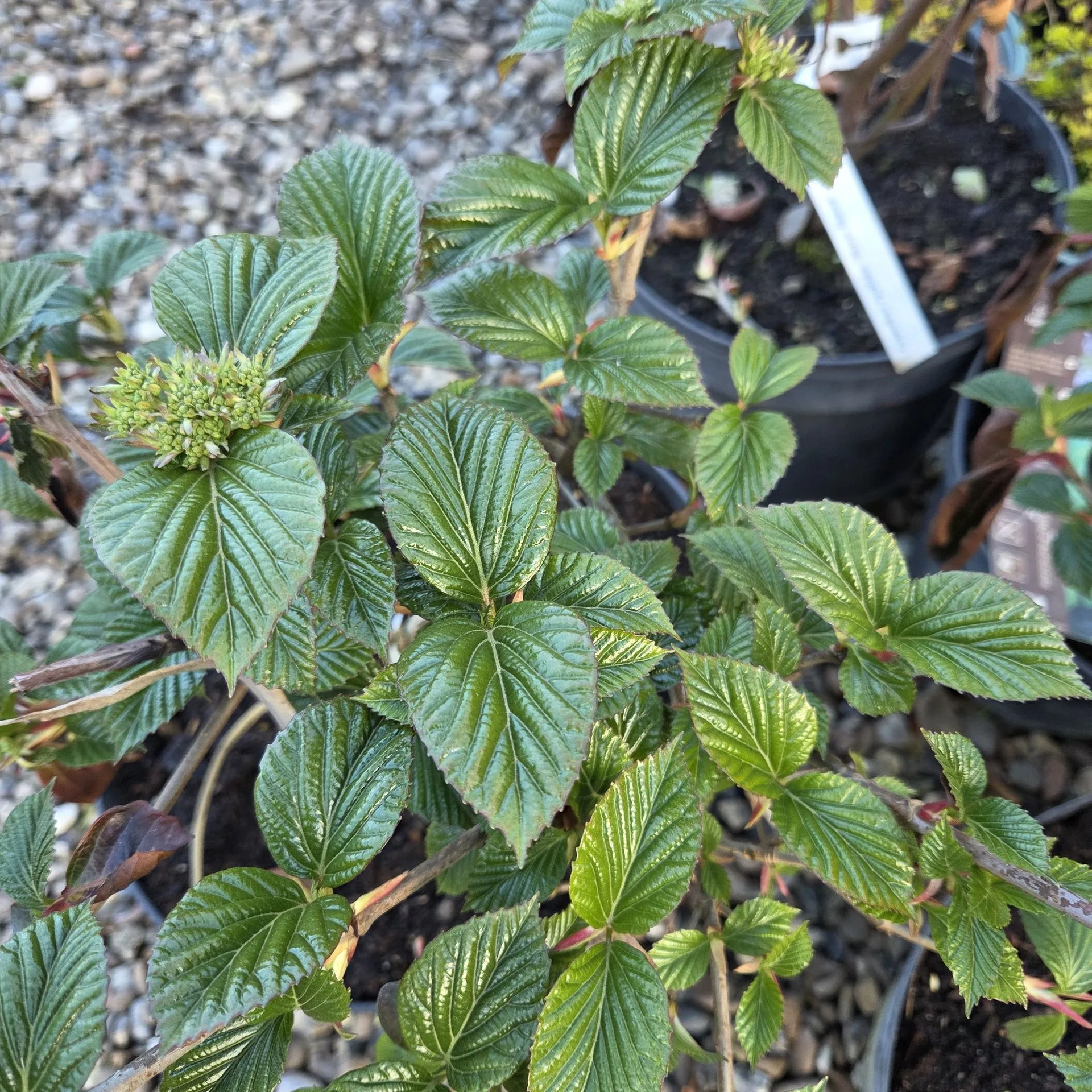 Viburnum SHINY DANCER