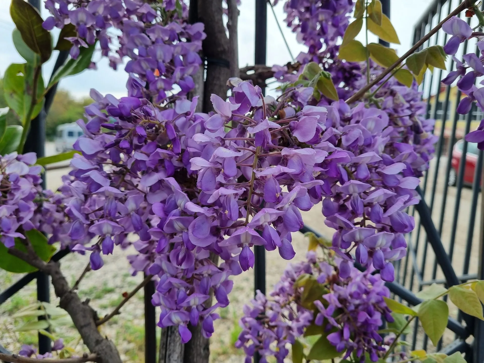 WISTERIA FRUTESCENS LONGWOOD PURPLE