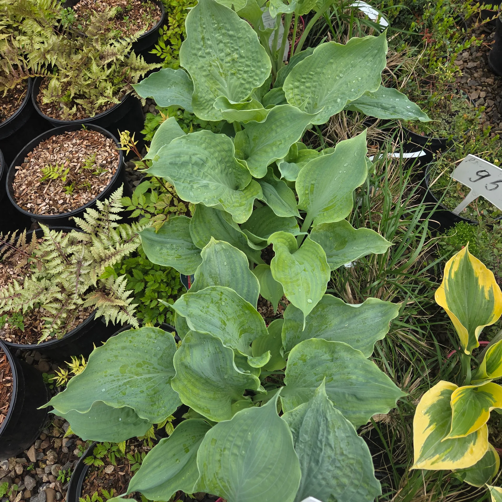 Hosta  Diamond Lake